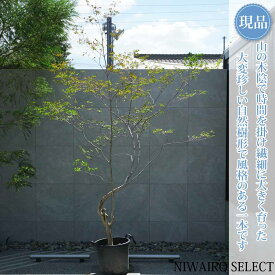 【現品】山採り【大型ドウダンツツジ】灯台躑躅 自然風樹形　樹高H≒310 × 枝張W≒210cm　高木 落葉樹 シンボルツリー 植木 庭木 樹木 植栽 和風 洋風 ガーデニング おしゃれ【送料無料】