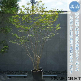 【現品】山採り【大型ドウダンツツジ】灯台躑躅 本株立ち 自然風樹形　樹高H≒250 × 枝張W≒160cm　高木 落葉樹 シンボルツリー 植木 庭木 樹木 植栽 和風 洋風 ガーデニング おしゃれ【送料無料】
