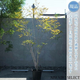 【現品】山採り【大型ドウダンツツジ】灯台躑躅 株立ち 自然風樹形　樹高H≒260 × 枝張W≒170cm　高木 落葉樹 シンボルツリー 植木 庭木 樹木 植栽 和風 洋風 ガーデニング おしゃれ【送料無料】