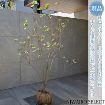 ツツジ 山採り ドウダンツツジ 楽天市場 ドウダンツツジ 山採りの通販