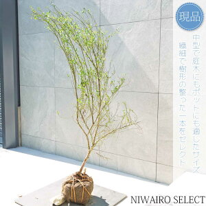 yizyrx[zR`@H120 × }W70cm@ Ύ ʎc V{c[ A   A a m K[fjO yz