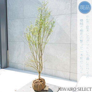 yizyrx[zR`@H135 × }W50cm@ Ύ ʎc V{c[ A   A a m K[fjO yz