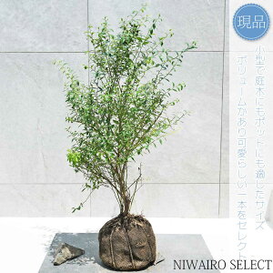 yizyrx[zR`@H70 × }W40cm@ Ύ ʎc V{c[ A   A a m K[fjO yz