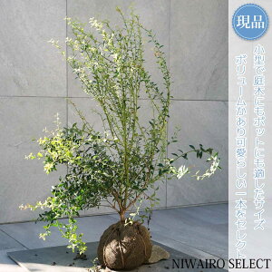 【現品】【ビルベリー】自然風樹形 樹高H≒75 × 枝張W≒60cm 低木 常緑樹 果樹苗 シンボルツリー 植木 庭木 樹木 植栽 和風 洋風 ガーデニング おしゃれ【送料無料】