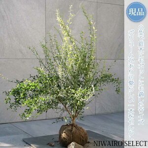 yizyrx[zR`@H80 × }W80cm@ Ύ ʎc V{c[ A   A a m K[fjO yz