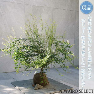 yizyrx[zR`@H75 × }W90cm@ Ύ ʎc V{c[ A   A a m K[fjO yz