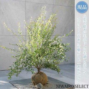 【現品】【ビルベリー】自然風樹形 樹高H≒75 × 枝張W≒80cm 低木 常緑樹 果樹苗 シンボルツリー 植木 庭木 樹木 植栽 和風 洋風 ガーデニング おしゃれ【送料無料】