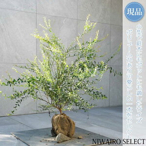 yizyrx[zR`@H70 × }W90cm@ Ύ ʎc V{c[ A   A a m K[fjO yz