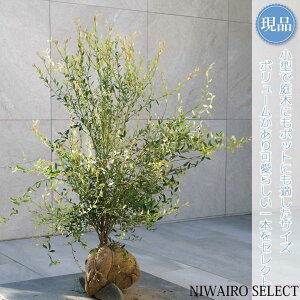 【現品】【ビルベリー】自然風樹形 樹高H≒75 × 枝張W≒75cm 低木 常緑樹 果樹苗 シンボルツリー 植木 庭木 樹木 植栽 和風 洋風 ガーデニング おしゃれ【送料無料】