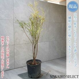【現品】【ビルベリー】自然風樹形　樹高H≒130 × 枝張W≒60cm　低木 常緑樹 果樹苗 シンボルツリー 植木 庭木 樹木 植栽 和風 洋風 ガーデニング おしゃれ【送料無料】