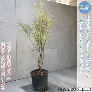 yizyrx[zR`@H130 × }W60cm@ Ύ ʎc V{c[ A   A a m K[fjO yz