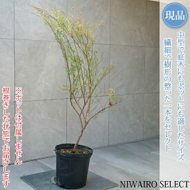 【現品】【ビルベリー】自然風樹形　樹高H≒120 × 枝張W≒70cm　低木 常緑樹 果樹苗 シンボルツリー 植木 庭木 樹木 植栽 和風 洋風 ガーデニング おしゃれ【送料無料】