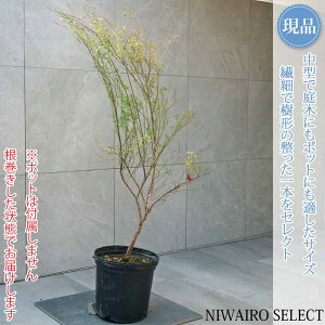 yizyrx[zR`@H120 × }W70cm@ Ύ ʎc V{c[ A   A a m K[fjO yz