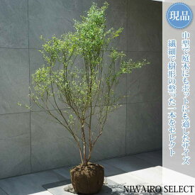 【現品】【ビルベリー】株立ち 自然風樹形　樹高H≒135 × 枝張W≒100cm　低木 常緑樹 果樹苗 シンボルツリー 植木 庭木 樹木 植栽 和風 洋風 ガーデニング おしゃれ【送料無料】