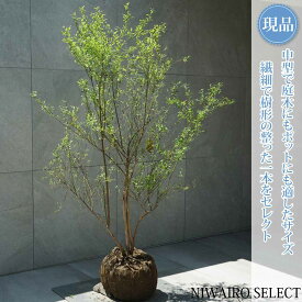 【現品】【ビルベリー】株立ち 自然風樹形　樹高H≒130 × 枝張W≒100cm　低木 常緑樹 果樹苗 シンボルツリー 植木 庭木 樹木 植栽 和風 洋風 ガーデニング おしゃれ【送料無料】