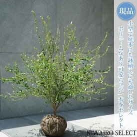 【現品】【ビルベリー】自然風樹形　樹高H≒75 × 枝張W≒80cm　低木 常緑樹 果樹苗 シンボルツリー 植木 庭木 樹木 植栽 和風 洋風 ガーデニング おしゃれ【送料無料】