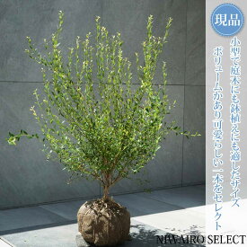 【現品】【ビルベリー】自然風樹形　樹高H≒70 × 枝張W≒70cm　低木 常緑樹 果樹苗 シンボルツリー 植木 庭木 樹木 植栽 和風 洋風 ガーデニング おしゃれ【送料無料】
