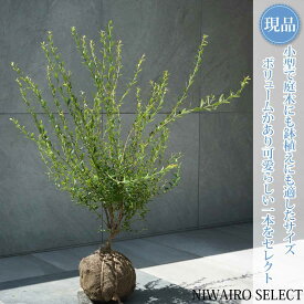 【現品】【ビルベリー】自然風樹形　樹高H≒75 × 枝張W≒70cm　低木 常緑樹 果樹苗 シンボルツリー 植木 庭木 樹木 植栽 和風 洋風 ガーデニング おしゃれ【送料無料】