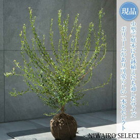 【現品】【ビルベリー】自然風樹形　樹高H≒70 × 枝張W≒65cm　低木 常緑樹 果樹苗 シンボルツリー 植木 庭木 樹木 植栽 和風 洋風 ガーデニング おしゃれ【送料無料】