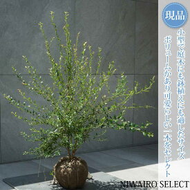 【現品】【ビルベリー】自然風樹形　樹高H≒75 × 枝張W≒75cm　低木 常緑樹 果樹苗 シンボルツリー 植木 庭木 樹木 植栽 和風 洋風 ガーデニング おしゃれ【送料無料】