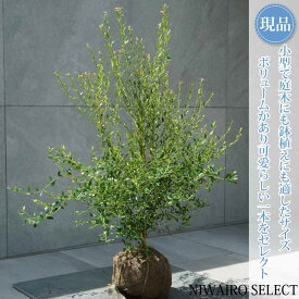 【現品】【ビルベリー】自然風樹形　樹高H≒75 × 枝張W≒70cm　低木 常緑樹 果樹苗 シンボルツリー 植木 庭木 樹木 植栽 和風 洋風 ガーデニング おしゃれ【送料無料】
