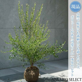 【現品】【ビルベリー】自然風樹形　樹高H≒75 × 枝張W≒70cm　低木 常緑樹 果樹苗 シンボルツリー 植木 庭木 樹木 植栽 和風 洋風 ガーデニング おしゃれ【送料無料】