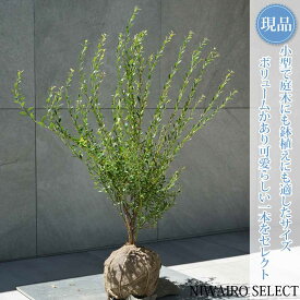 【現品】【ビルベリー】自然風樹形　樹高H≒75 × 枝張W≒60cm　低木 常緑樹 果樹苗 シンボルツリー 植木 庭木 樹木 植栽 和風 洋風 ガーデニング おしゃれ【送料無料】