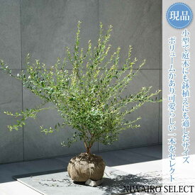 【現品】【ビルベリー】自然風樹形　樹高H≒70 × 枝張W≒80cm　低木 常緑樹 果樹苗 シンボルツリー 植木 庭木 樹木 植栽 和風 洋風 ガーデニング おしゃれ【送料無料】
