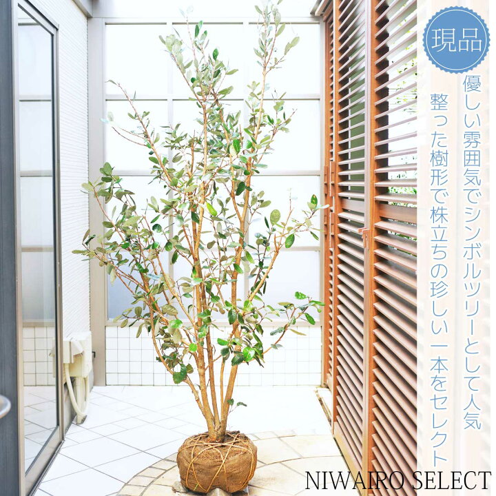 楽天市場】【フェイジョア】クーリッジ 株立ち 自然樹形 樹高H≒185 
