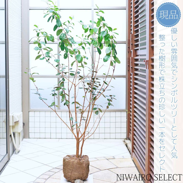 楽天市場】【フェイジョア】クーリッジ 株立ち 自然風樹形 樹高H≒150 