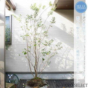 シルバーリーフ 植木の人気商品・通販・価格比較 - 価格.com