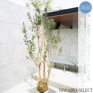 yizy^tFCWA̖؁z R`@H235 × }W120cm@ Ύ V{c[ Vo[[t A   A a m K[fjO y