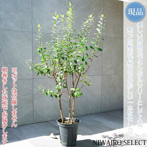 yizytFCWA̖؁z R`@H120 × }W70cm@ Ύ V{c[ Vo[[t A   A a m K[fjO yz