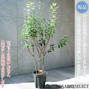 yizytFCWA̖؁z R`@H115 × }W80cm@ Ύ V{c[ Vo[[t A   A a m K[fjO yz