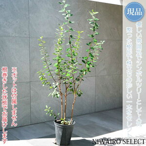 yizytFCWA̖؁z R`@H140 × }W70cm@ Ύ V{c[ Vo[[t A   A a m K[fjO yz