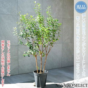 yizytFCWA̖؁z R`@H115 × }W75cm@ Ύ V{c[ Vo[[t A   A a m K[fjO yz