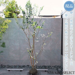 yizy^tFCWA̖؁z R`@H290 × }W150cm@ Ύ V{c[ Vo[[t A   A a m K[fjO y