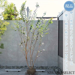 yizy^tFCWA̖؁z{ R`@H310 × }W160cm@ Ύ V{c[ Vo[[t A   A a m K[fjO y
