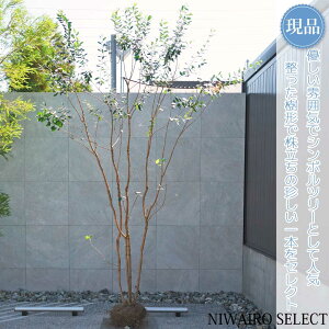 yizy^tFCWA̖؁z{ R`@H320 × }W200cm@ Ύ V{c[ Vo[[t A   A a m K[fjO y
