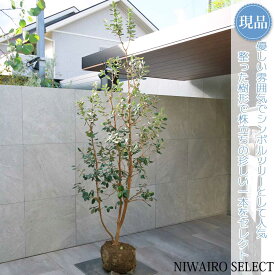 【現品】【フェイジョアの木】本株立ち 自然風樹形　樹高H≒225 × 枝張W≒90cm　高木 常緑樹 シンボルツリー シルバーリーフ 植木 庭木 樹木 植栽 和風 洋風 ガーデニング おしゃれ【送料無料】