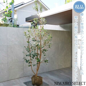 【現品】【フェイジョアの木】本株立ち 自然風樹形 樹高H≒225 × 枝張W≒90cm 高木 常緑樹 シンボルツリー シルバーリーフ 植木 庭木 樹木 植栽 和風 洋風 ガーデニング おしゃれ【送料無料