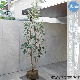 【現品】【フェイジョアの木】本株立ち 自然風樹形　樹高H≒210 × 枝張W≒80cm　高木 常緑樹 シンボルツリー シルバーリーフ 植木 庭木 樹木 植栽 和風 洋風 ガーデニング おしゃれ【送料無料】