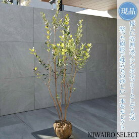 【現品】【フェイジョアの木】株立ち 自然風樹形　樹高H≒150 × 枝張W≒70cm　高木 常緑樹 シンボルツリー シルバーリーフ 植木 庭木 樹木 植栽 和風 洋風 ガーデニング おしゃれ【送料無料】