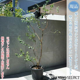【現品】【フェイジョアの木】株立ち 自然風樹形　樹高H≒195 × 枝張W≒120cm　高木 常緑樹 シンボルツリー シルバーリーフ 植木 庭木 樹木 植栽 和風 洋風 ガーデニング おしゃれ【送料無料】