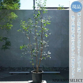 【現品】【フェイジョアの木】本株立ち 自然風樹形　樹高H≒250 × 枝張W≒100cm　高木 常緑樹 シンボルツリー シルバーリーフ 植木 庭木 樹木 植栽 和風 洋風 ガーデニング おしゃれ【送料無料】