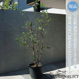 【現品】【フェイジョアの木】本株立ち 自然風樹形　樹高H≒190 × 枝張W≒85cm　高木 常緑樹 シンボルツリー シルバーリーフ 植木 庭木 樹木 植栽 和風 洋風 ガーデニング おしゃれ【送料無料】