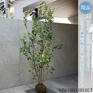 y u[x[̖ z~XeB  R`@H195 × }W100cm@ t ʎc V{c[ A   A a m K[fjO yz