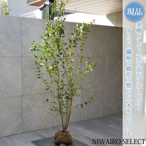 y u[x[̖ z~XeB  R`@H185 × }W90cm@ t ʎc V{c[ A   A a m K[fjO yz