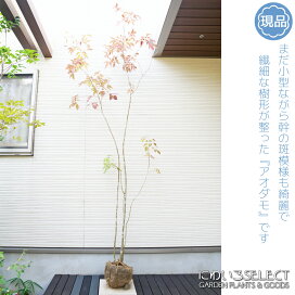 楽天市場】 山採りシリーズ 日陰で育った繊細な樹形 > アオダモ 模様が 