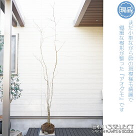 楽天市場】 山採りシリーズ 日陰で育った繊細な樹形 > アオダモ 模様が 